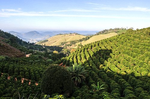 Lavoura de café nas montanhas de Ipiabas