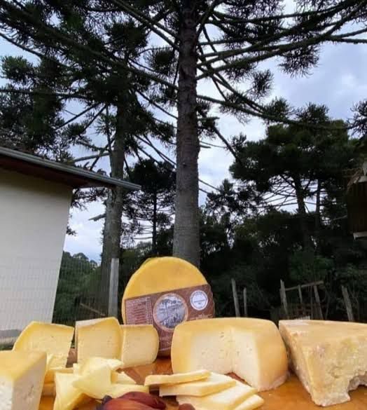 Queijos artesanais produzidos na serra